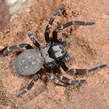 Gandanameno fumosa